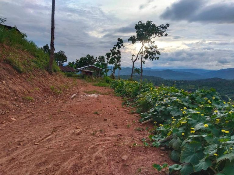LINE_ALBUM_แปลงเกษตร 5_260819_7
