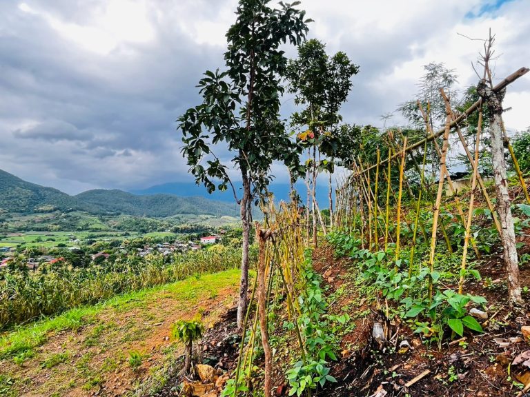 LINE_ALBUM_แปลงเกษตร 5_260904_10